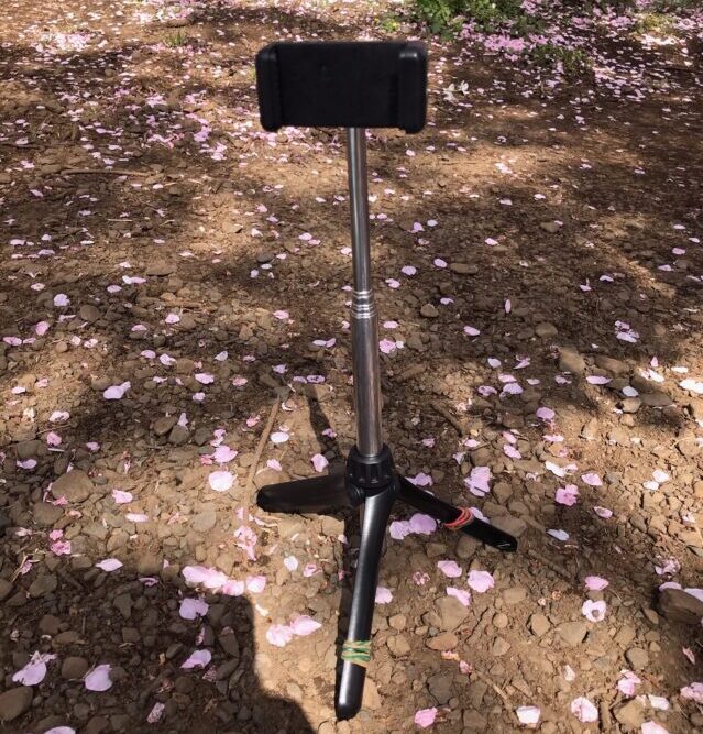 花見 桜 一人