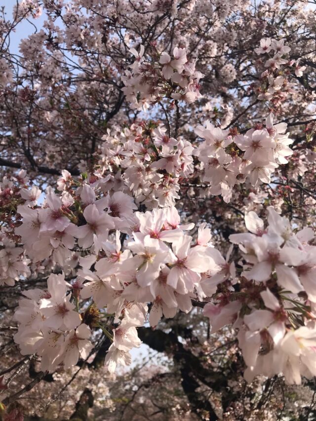 花見 桜 一人