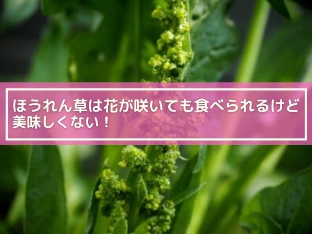 ほうれん草は花が咲いても食べれる 毒はない 収穫時期はいつ頃 横浜独女のつれづれブログ